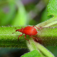 bud weevil