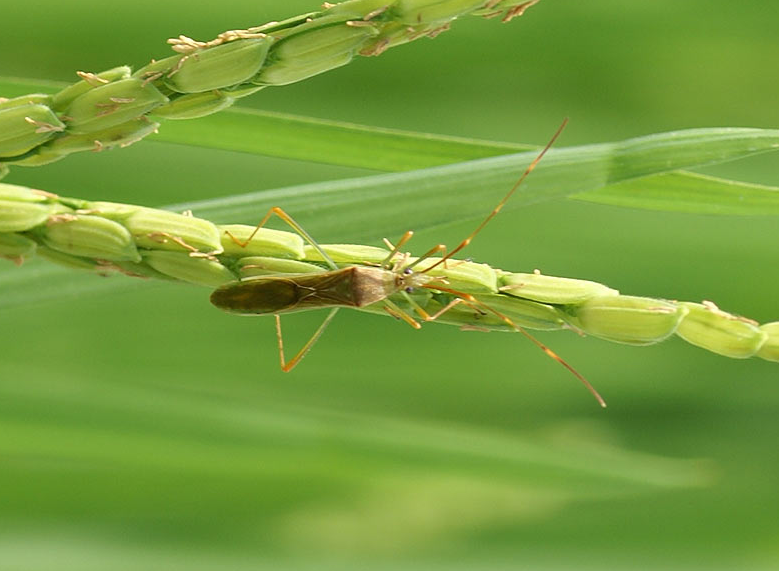 Rice Earhead Bug