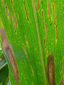cercospora leaf blight of maize