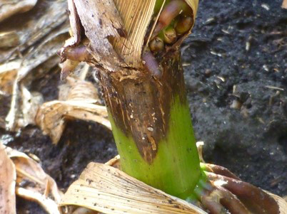 Stalk rot of maize