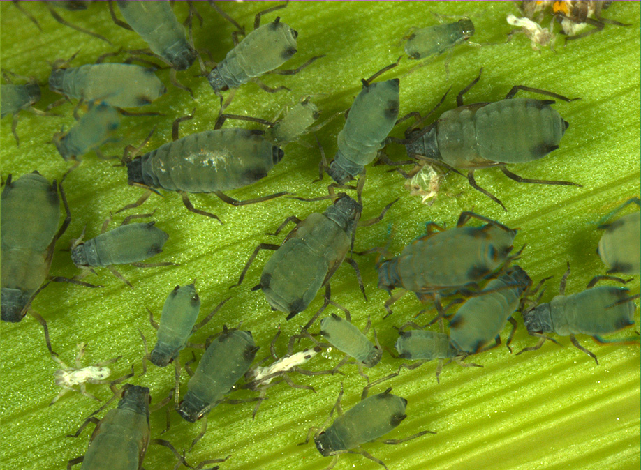 corn leaf aphid