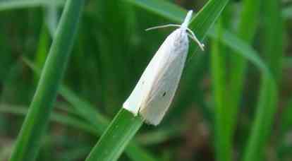 yellow rice stem borer