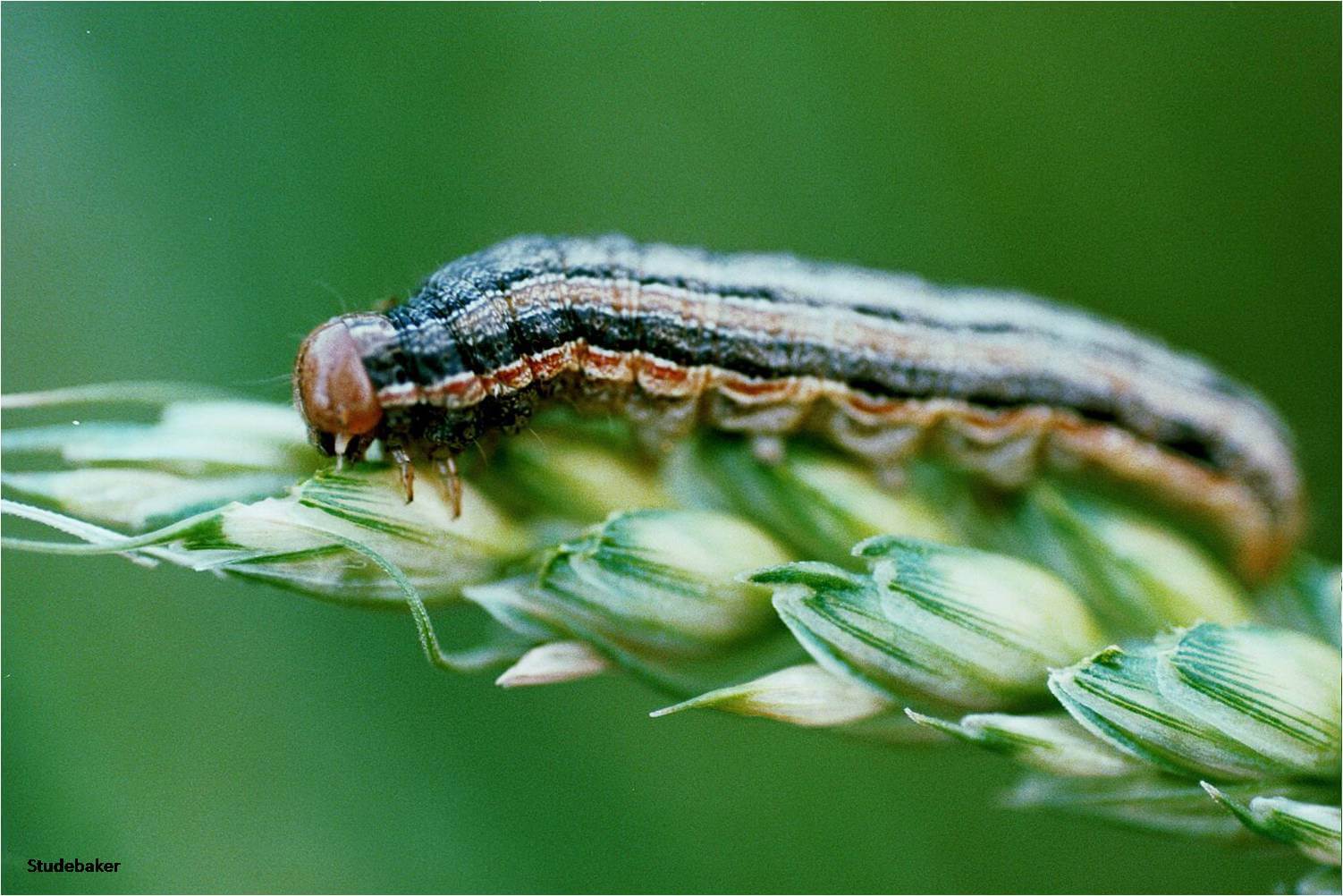 armyworm