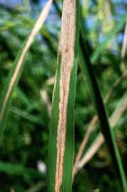 bacterial leaf blight of rice