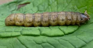 cutworm