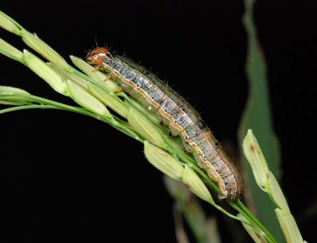 Armyworm