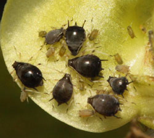 cowpea aphid